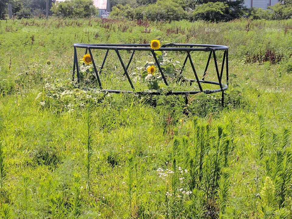 Happy Sunflowers