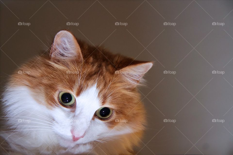 Close-up of norwegian forest cat