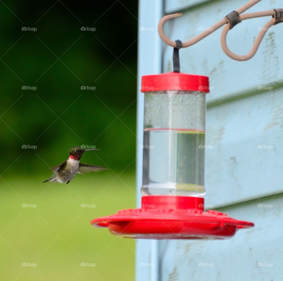 Hummingbird at the feeder. Shot with the long lens and a warm summer day