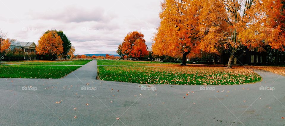 Fall on campus 