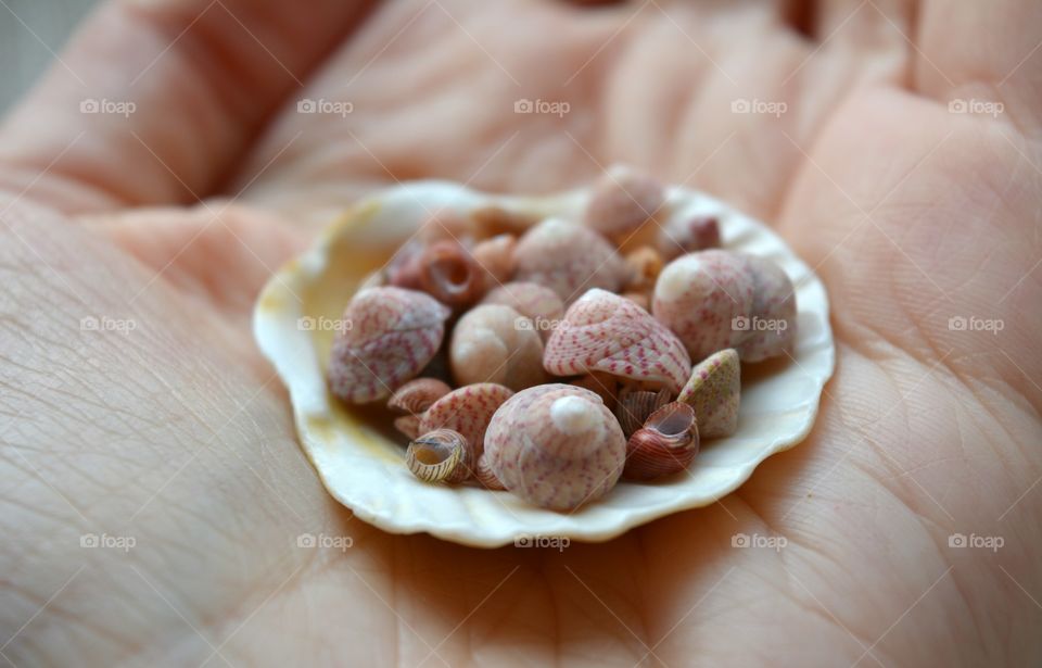 Seashells on palm of hand