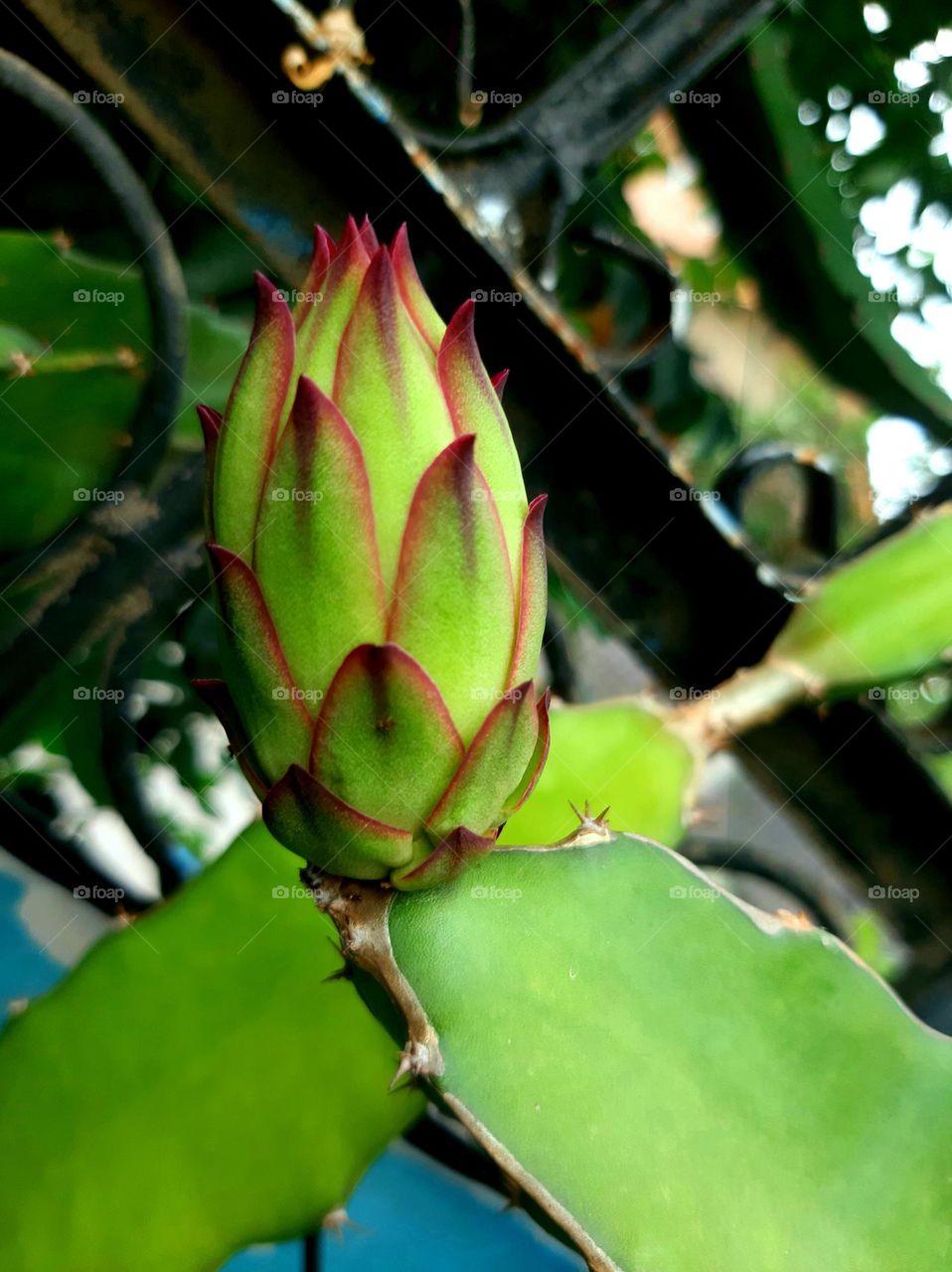 flower candidate from dragon fruit plant