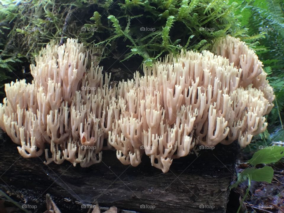 Coral fungus 