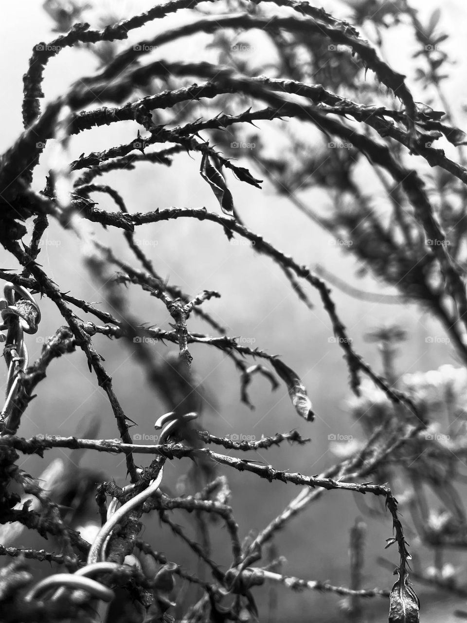 The view of a dry branches of a plant in black and white 