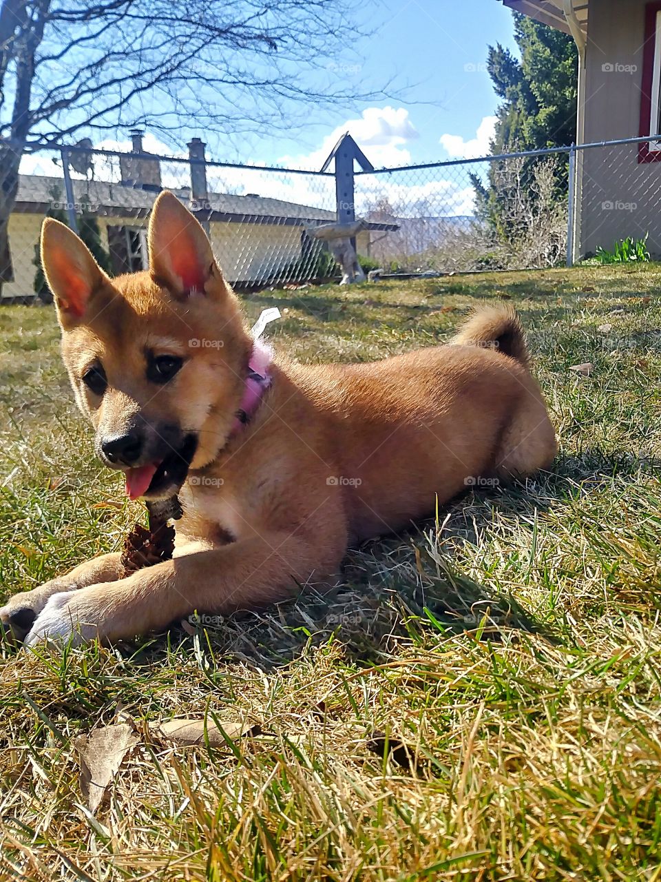 A beautiful Shiba Inu pup enjoying a sunny day and a nice pinecone!