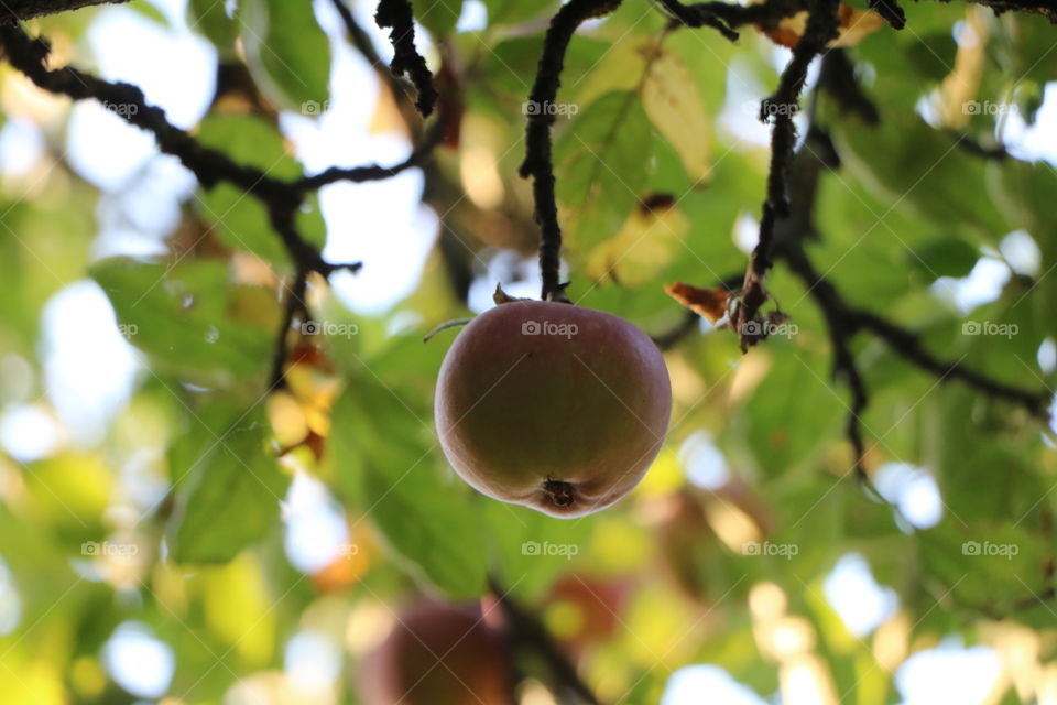 When the first apple is ready to fall it is a sign of fall coming 