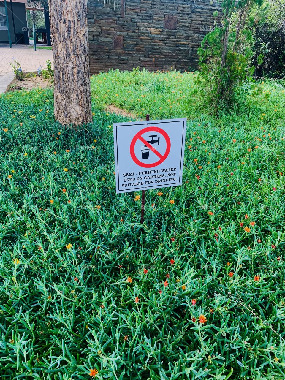 Malephora crocea, a species of flowering plant in the ice plant family, known as coppery mesemb and red ice plant. It is native to Africa, an ornamental plant and a ground-cover or lawn. With a caution sign of gardening water.