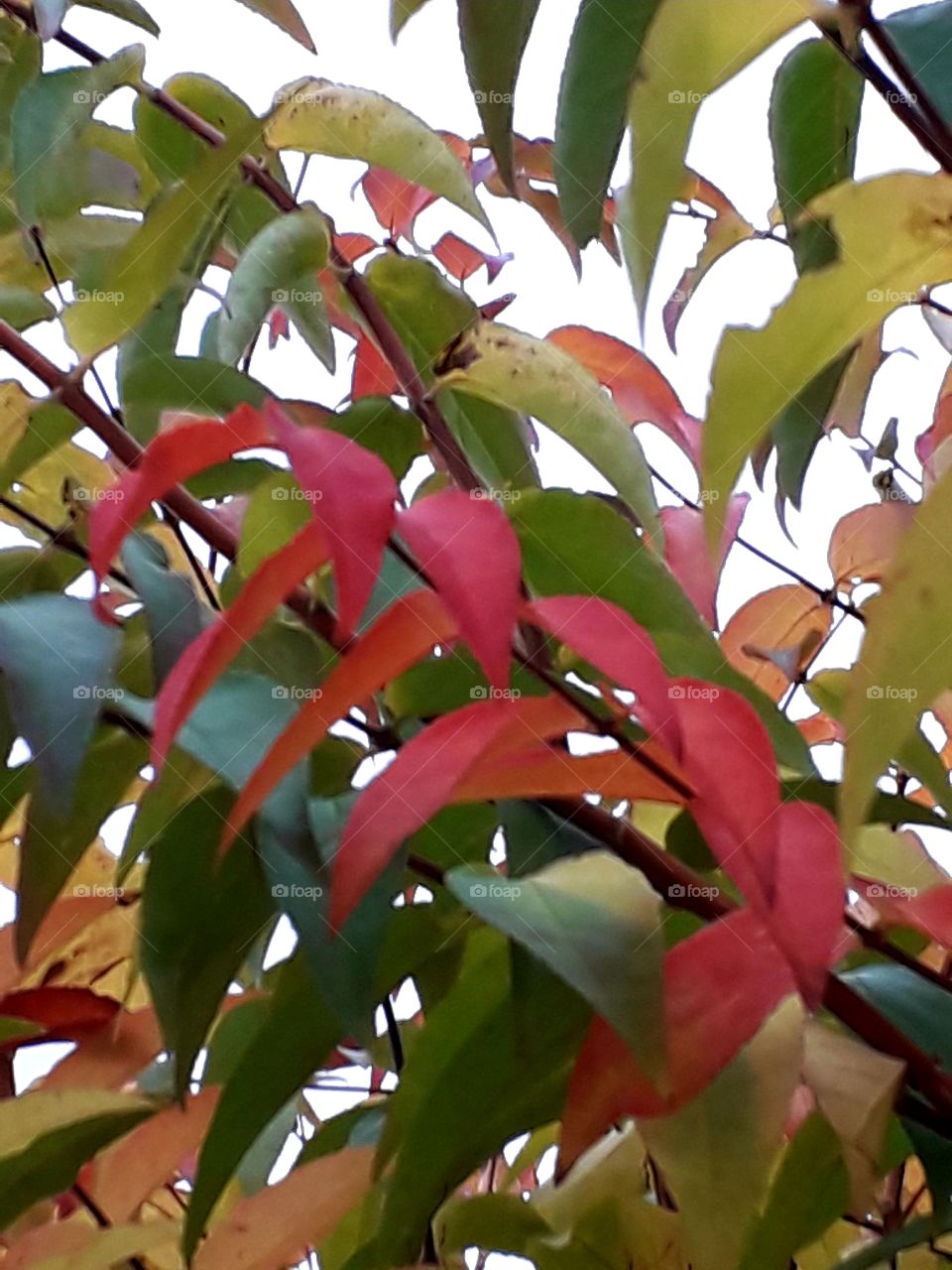 autumn coloured leaves of a hedge