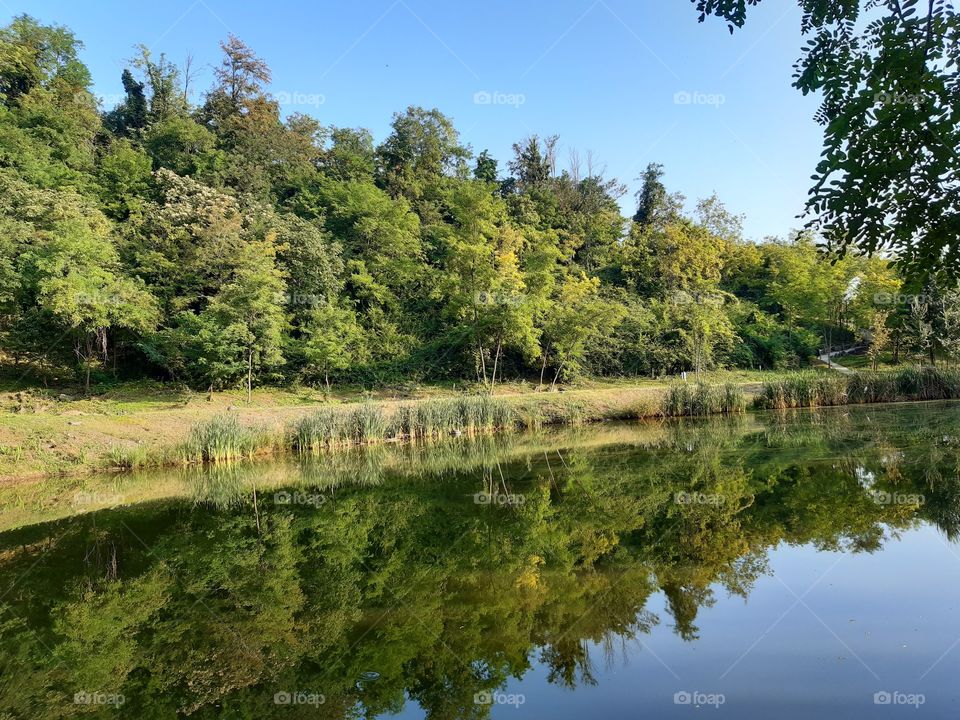 reflection of the wood in the lake in the Fall