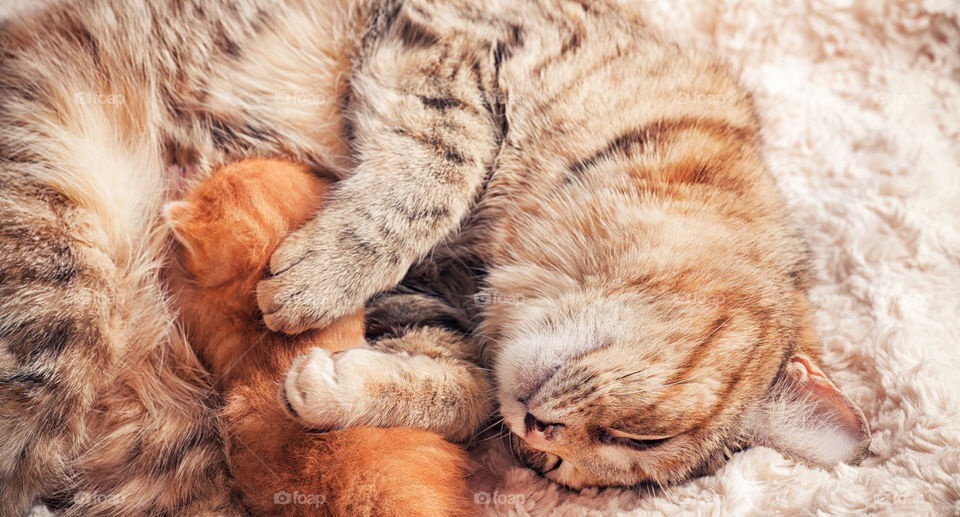 Red tabby newborn kitten portrait with his mother cat