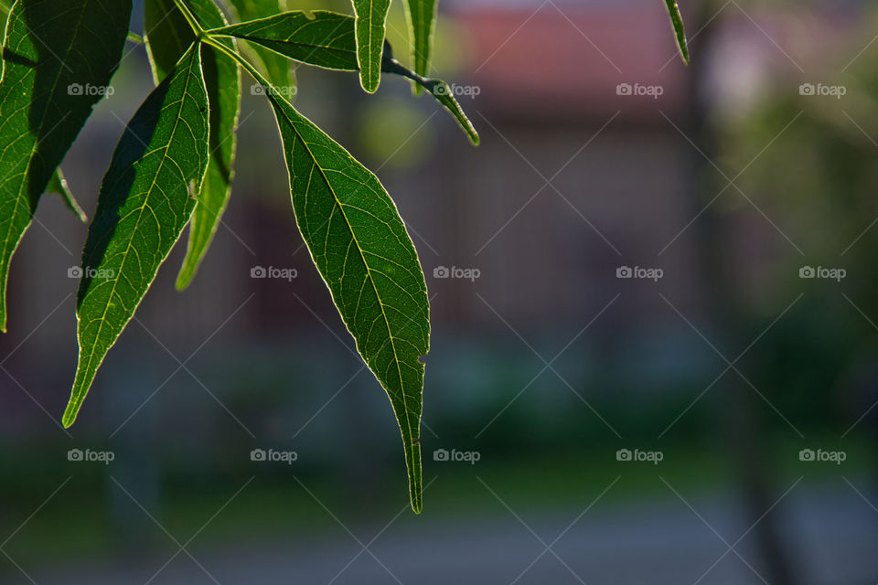 Beautiful leaf on a blurry background 