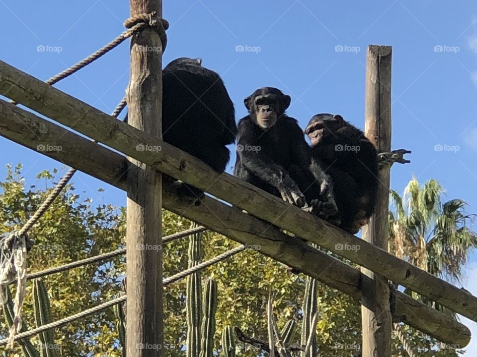 Perched monkeys 🐒