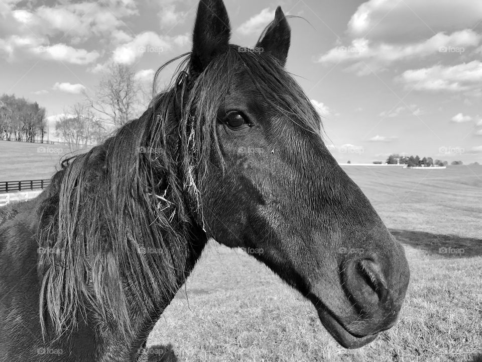 Kentucky horse 