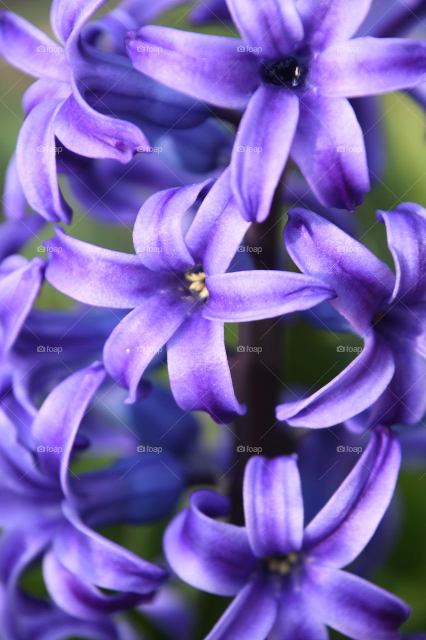Hyacinth vertical