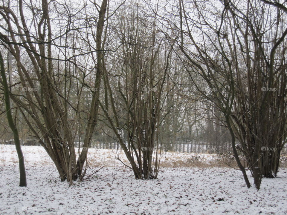 Trees In The Snow