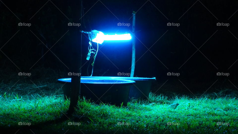 light insect . blue light for insects 