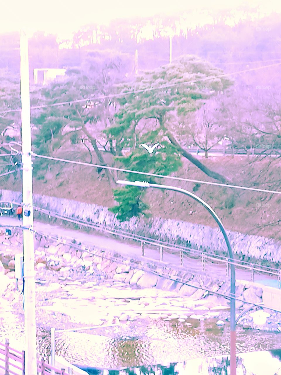 THE BIG WHITE KING FISHER BIRD wasn't able to find any food on the river. so it flew away to the top of the tall trees.