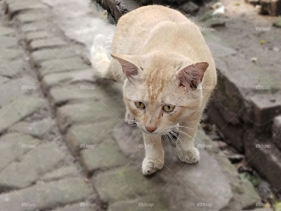 Indian cat