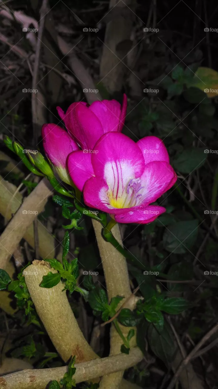 Dark pink freesia refracta on the Italian island of Ischia