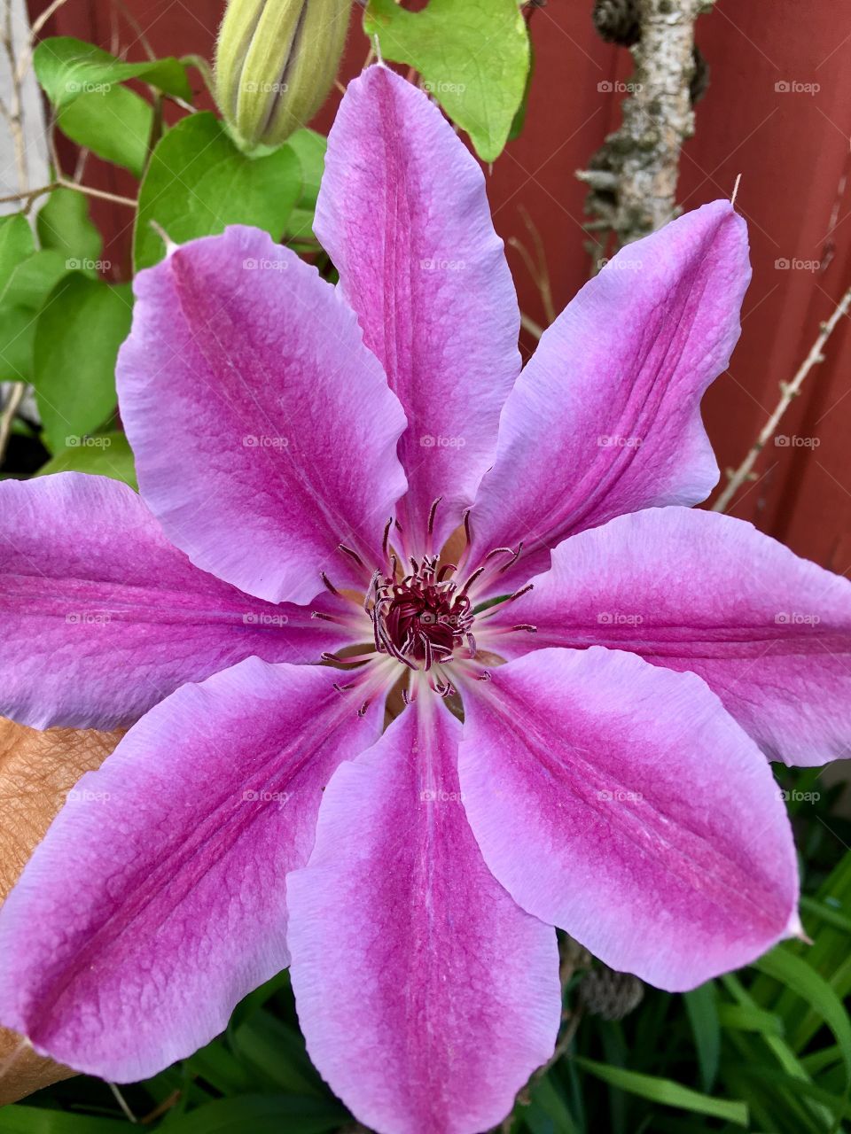 clematis