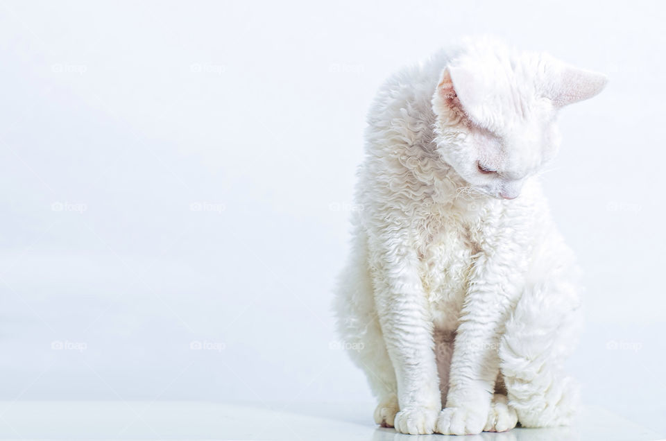 white cat bright posing by aliasant