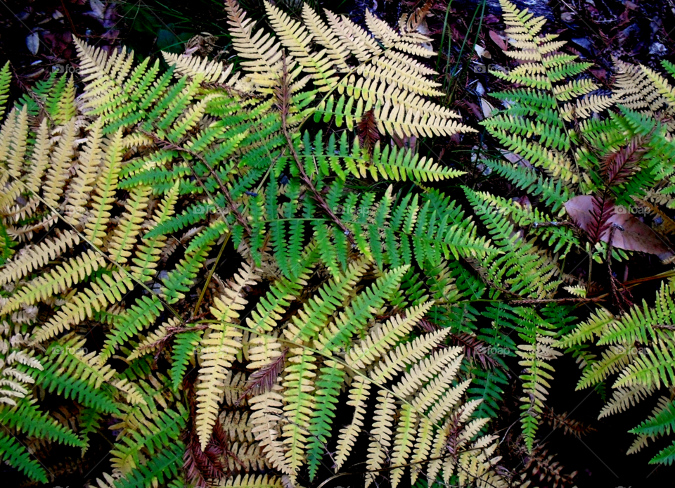 Brown and green ferns in the forest 