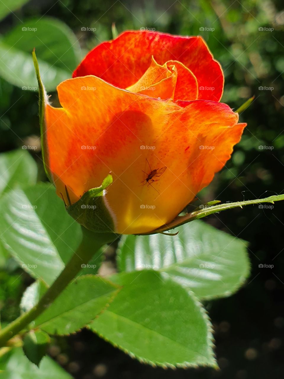 bright yellow and red rose with green leaves and a bug in the garden