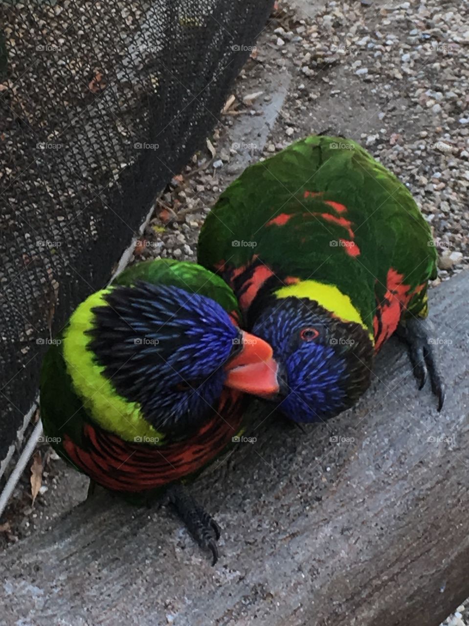 Loving lorikeets kissing at the Aquarium in the Pacific in CA.