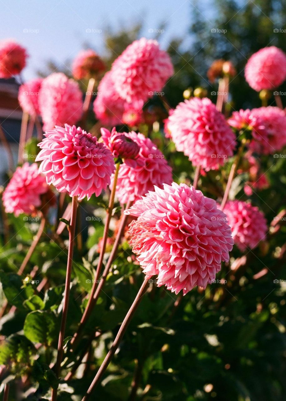 Pink flowers in a garden, summerfeel. Analog photography, Pentax camera.
