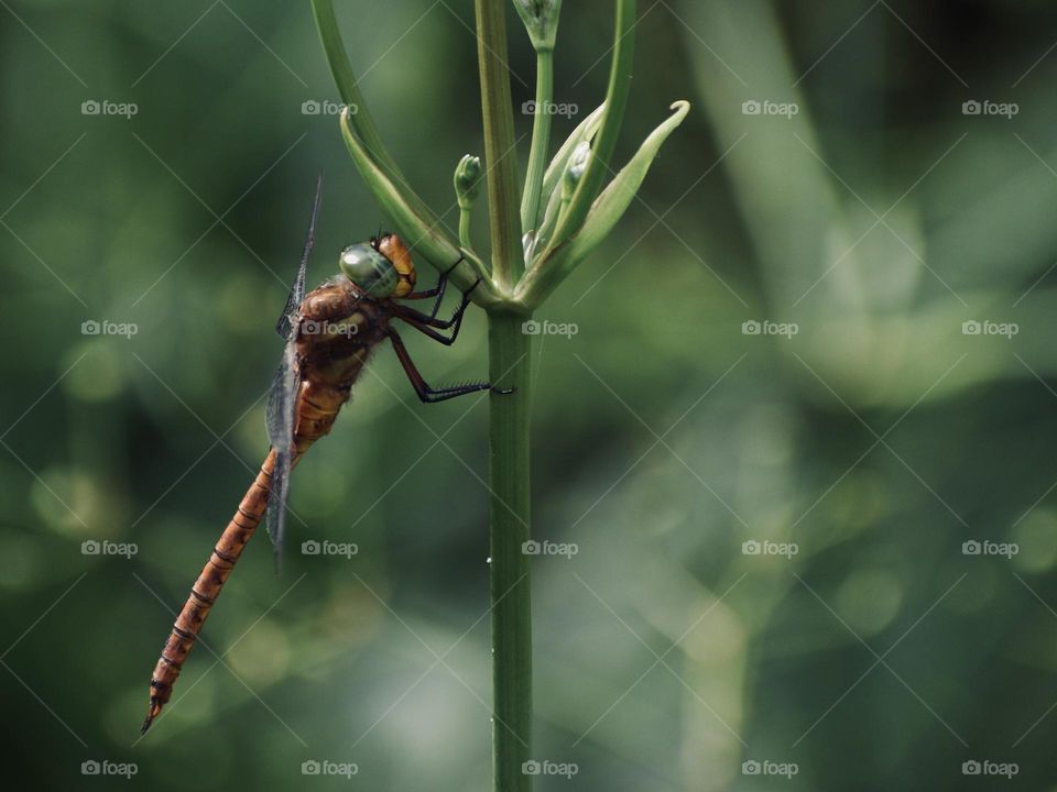 Dragonfly hanging on a plant 