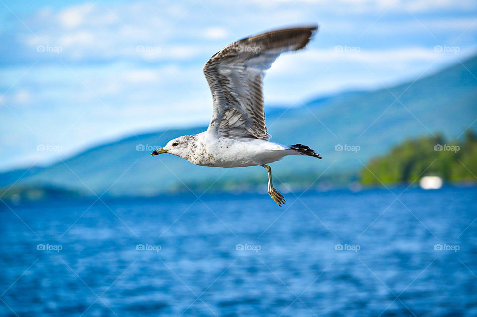 Seagull - Lake George, NY