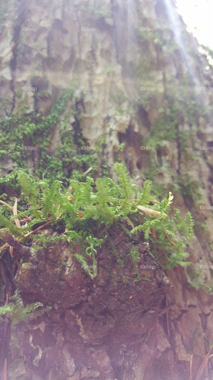 Close Up Time. Close up picture of moss growing on a knot on a tree trunk