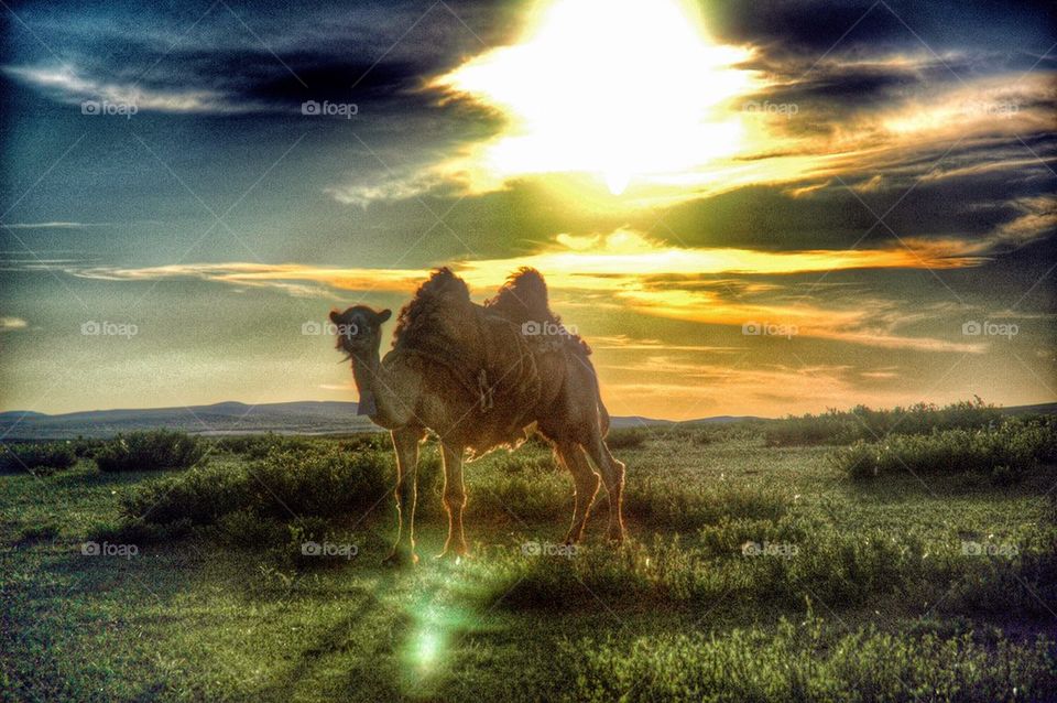 Camel with backlight