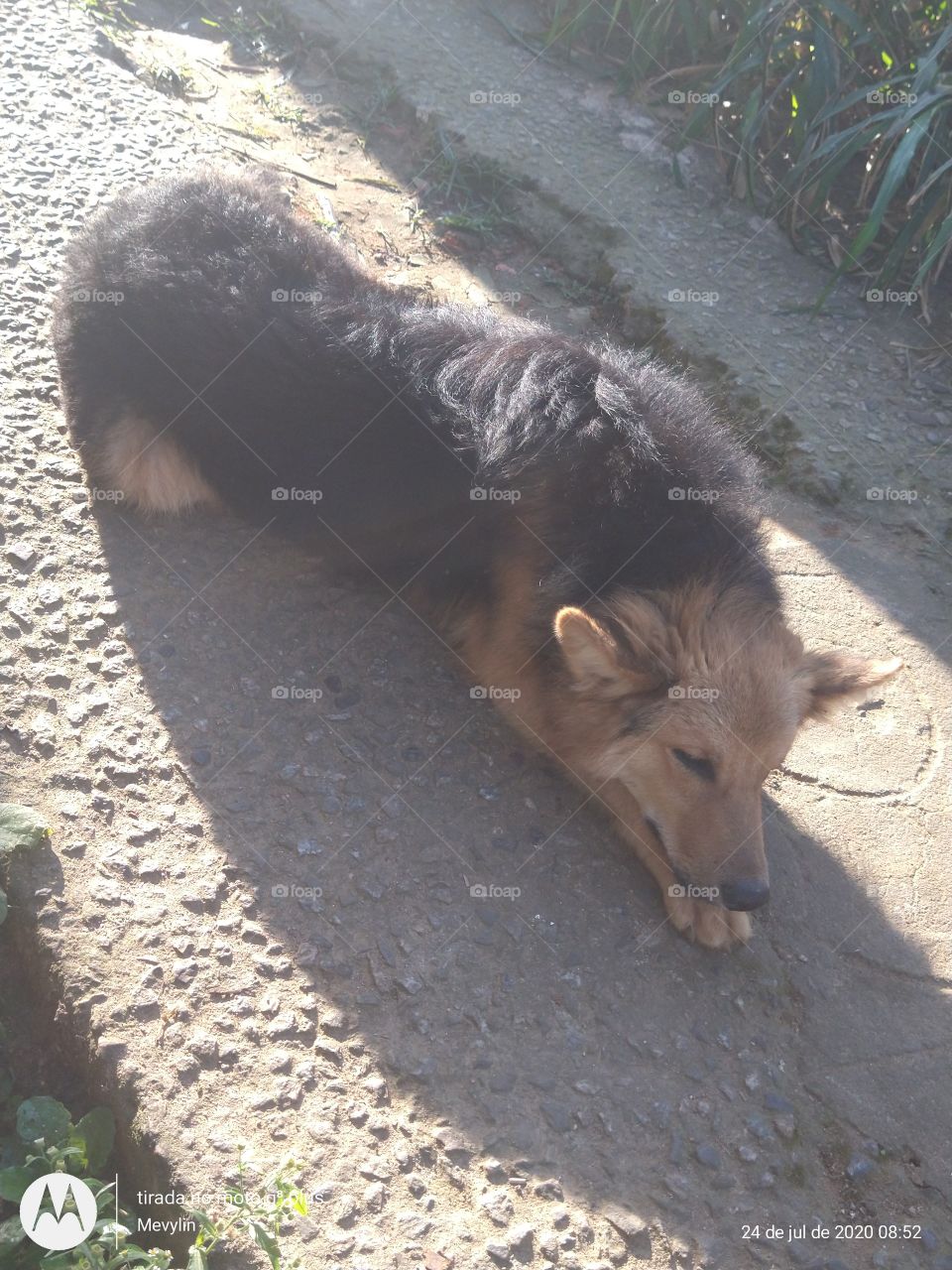 animado doméstico na favela