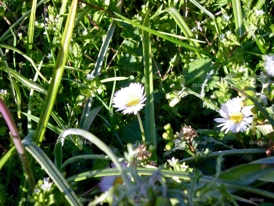 Sunbathing Daisy