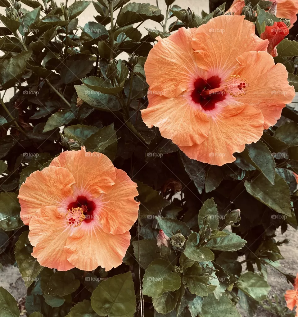 The best Beach Flower!