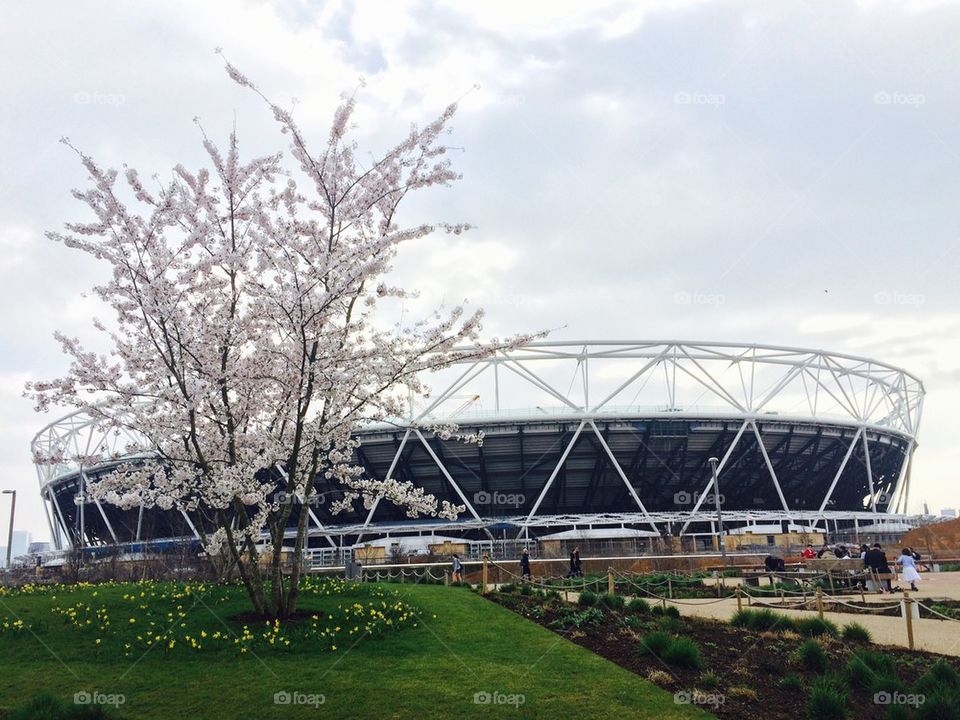 Sakura, spring, Olympic 