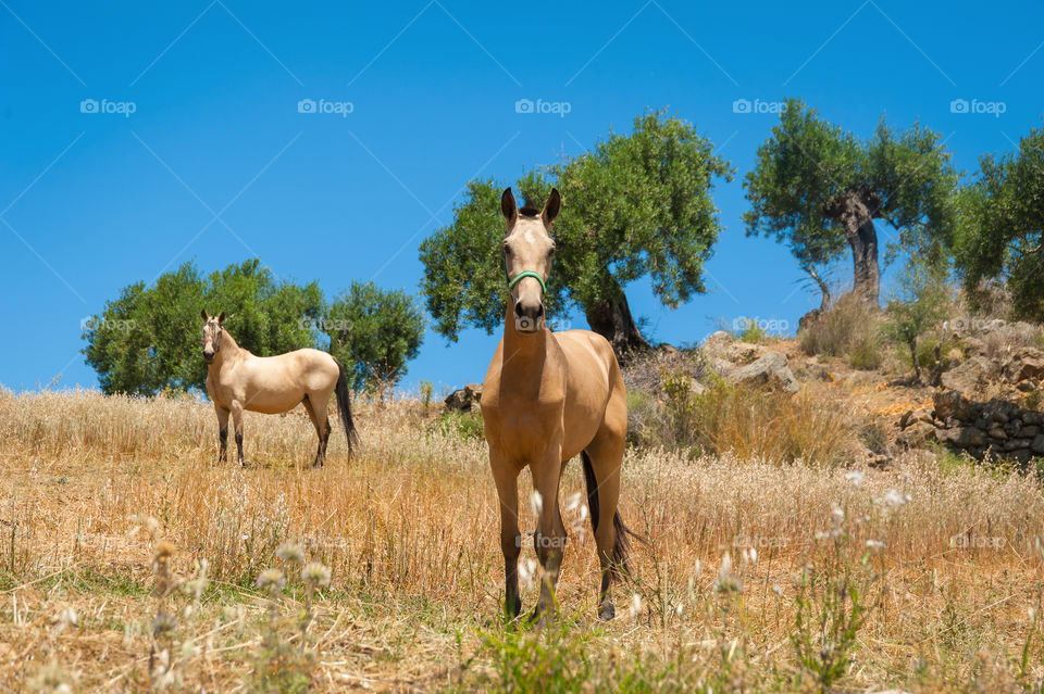 Two horses in and old olive grove.