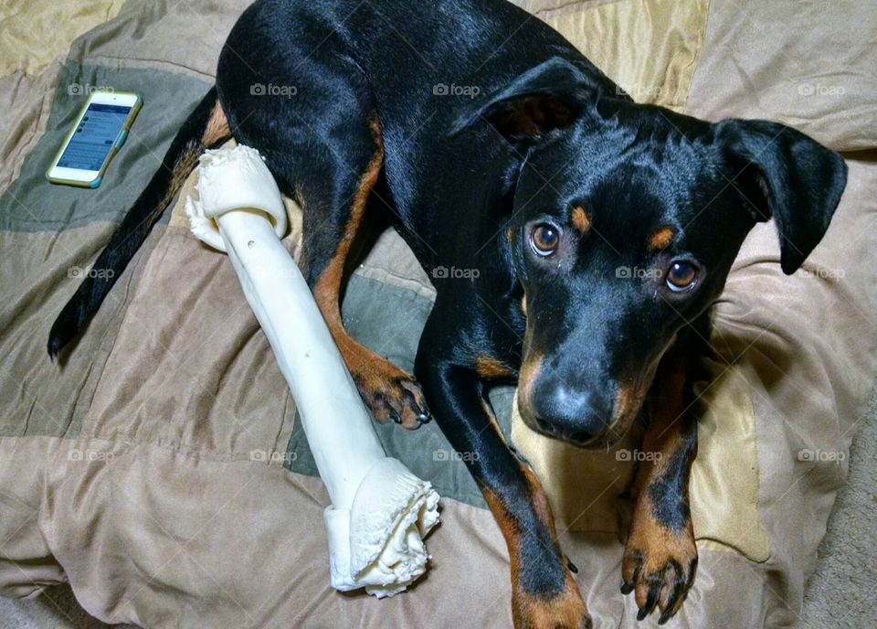 Big puppy with his big bone . My dog with his big bone 