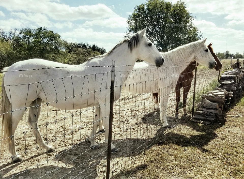 Waiting on Dinner...Three Horses looking over a fence watching for their alfalfa to be served