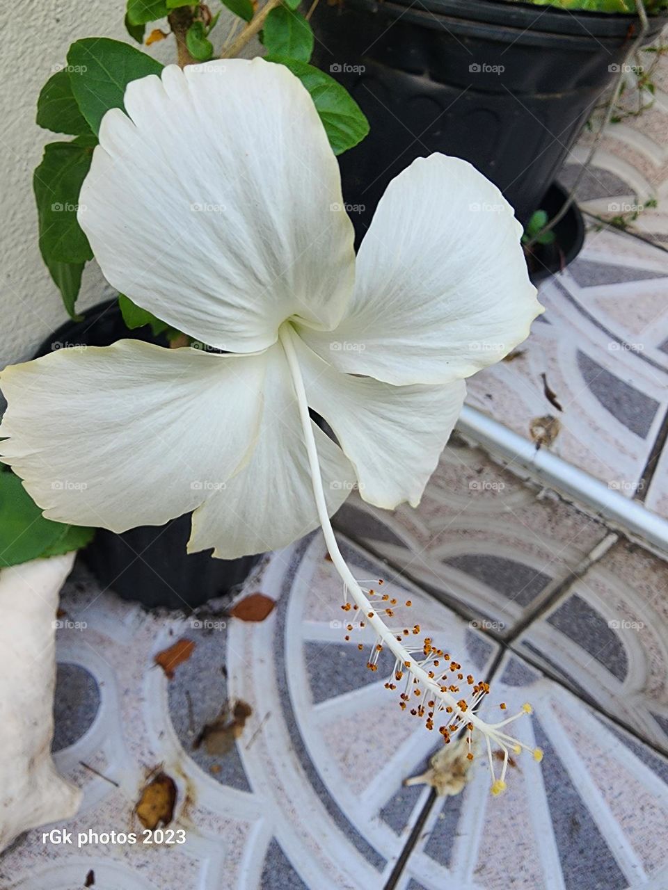 Jamaican white hibiscus