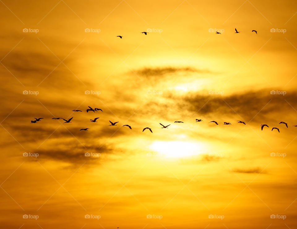 sun rise  - open sky  - birds flock