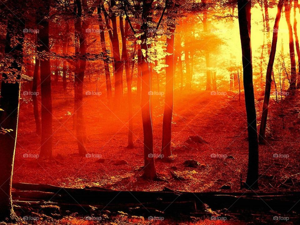 Stunning forest at sunset