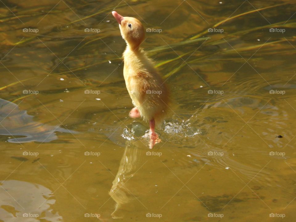A yellow duckling in the water 