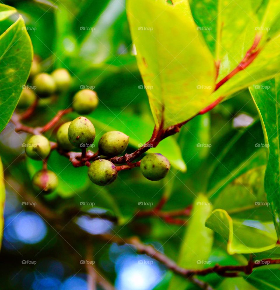 Close up photo of berries growing on a tree.