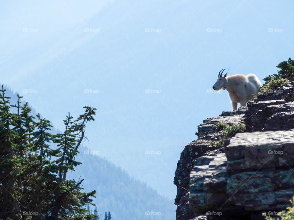 Mountain goat looking out over the landscape at Logan's Pass in Glacier National Park