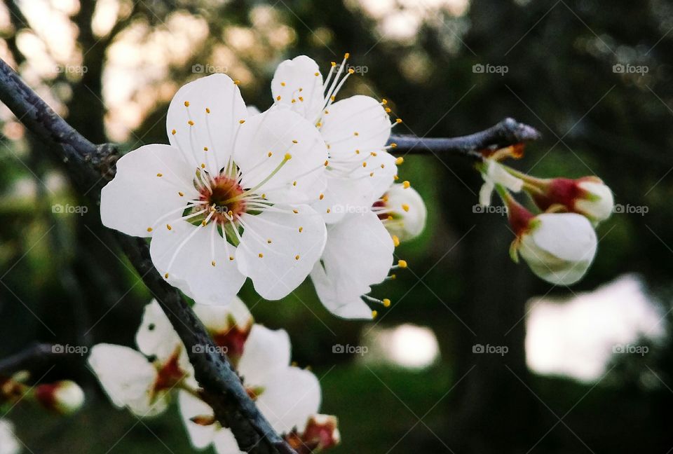 Close-up of plum blossoms