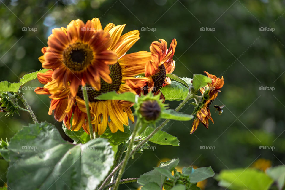 sunflowers bees and bumblebees