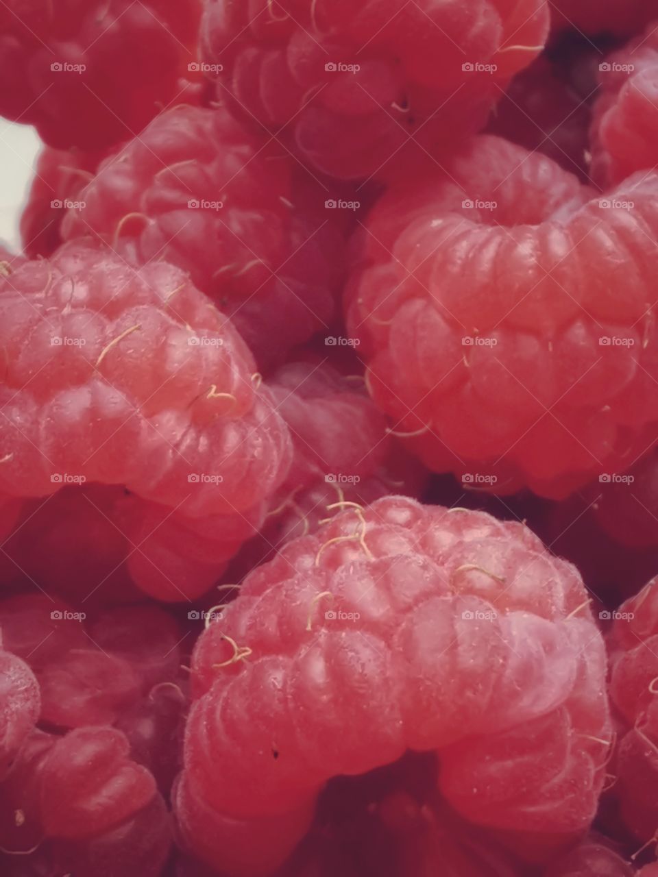 Fromboise berry hand happy view bio fresh yummy healthy Red raspberry nature eco vegan juicy fruits