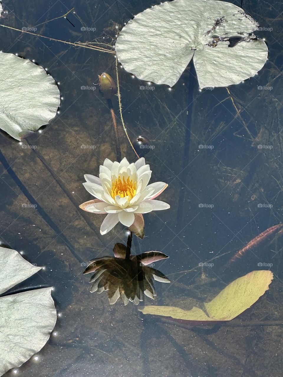 White Water Lily 